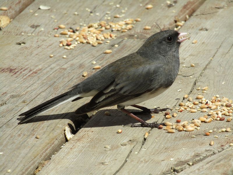 Low Platform Feeders And Millet Will Keep Them Around Low Platform Feeders And Millet Will Keep Them Around