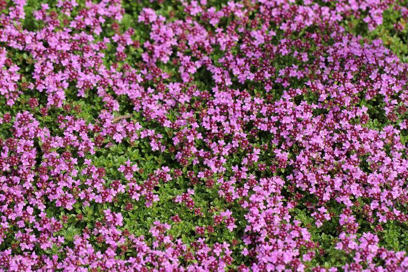 Low-Water Thyme Still Needs Irrigation During Establishment