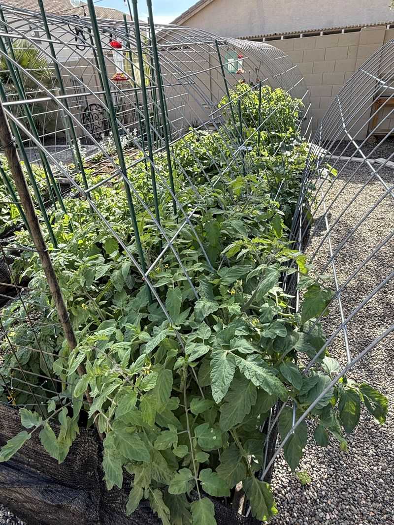Low-desert heat can outweigh pollinator activity