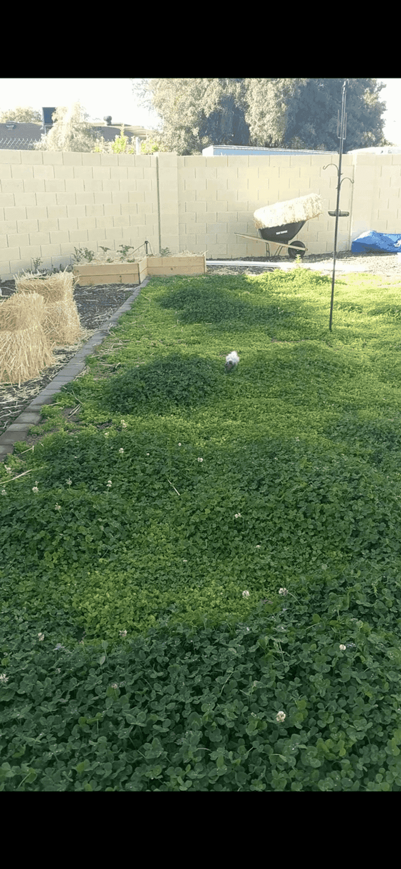 Low-desert irrigation determines whether the tradeoff works