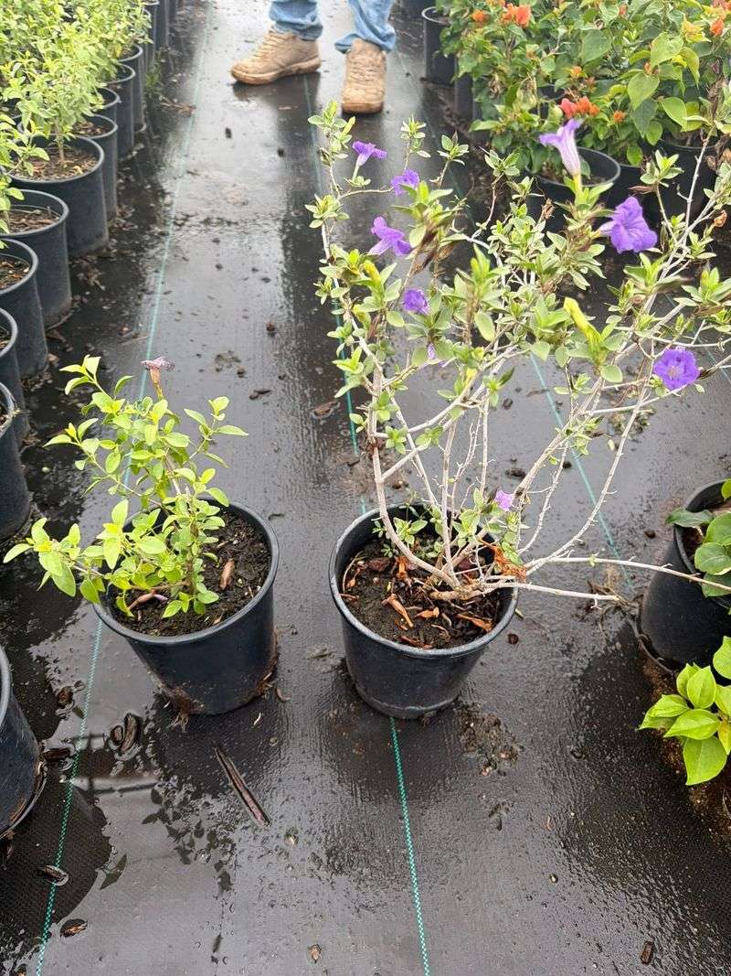 Low water use starts after establishment Low water use starts after establishment