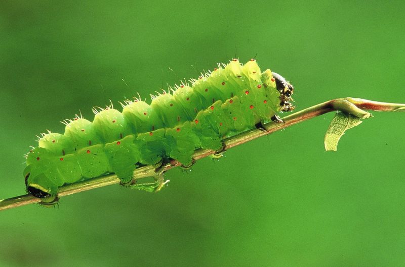Luna Moth Caterpillars Need Host Plants