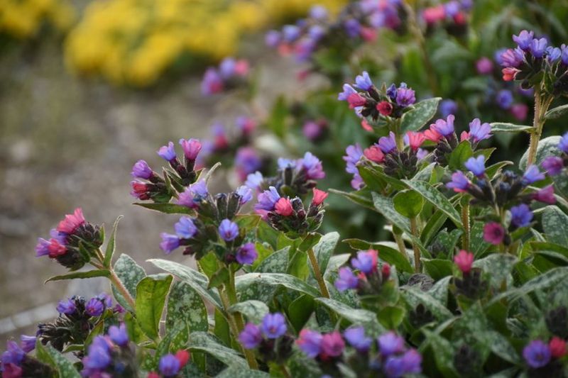Lungwort (Pulmonaria) Lungwort (Pulmonaria)