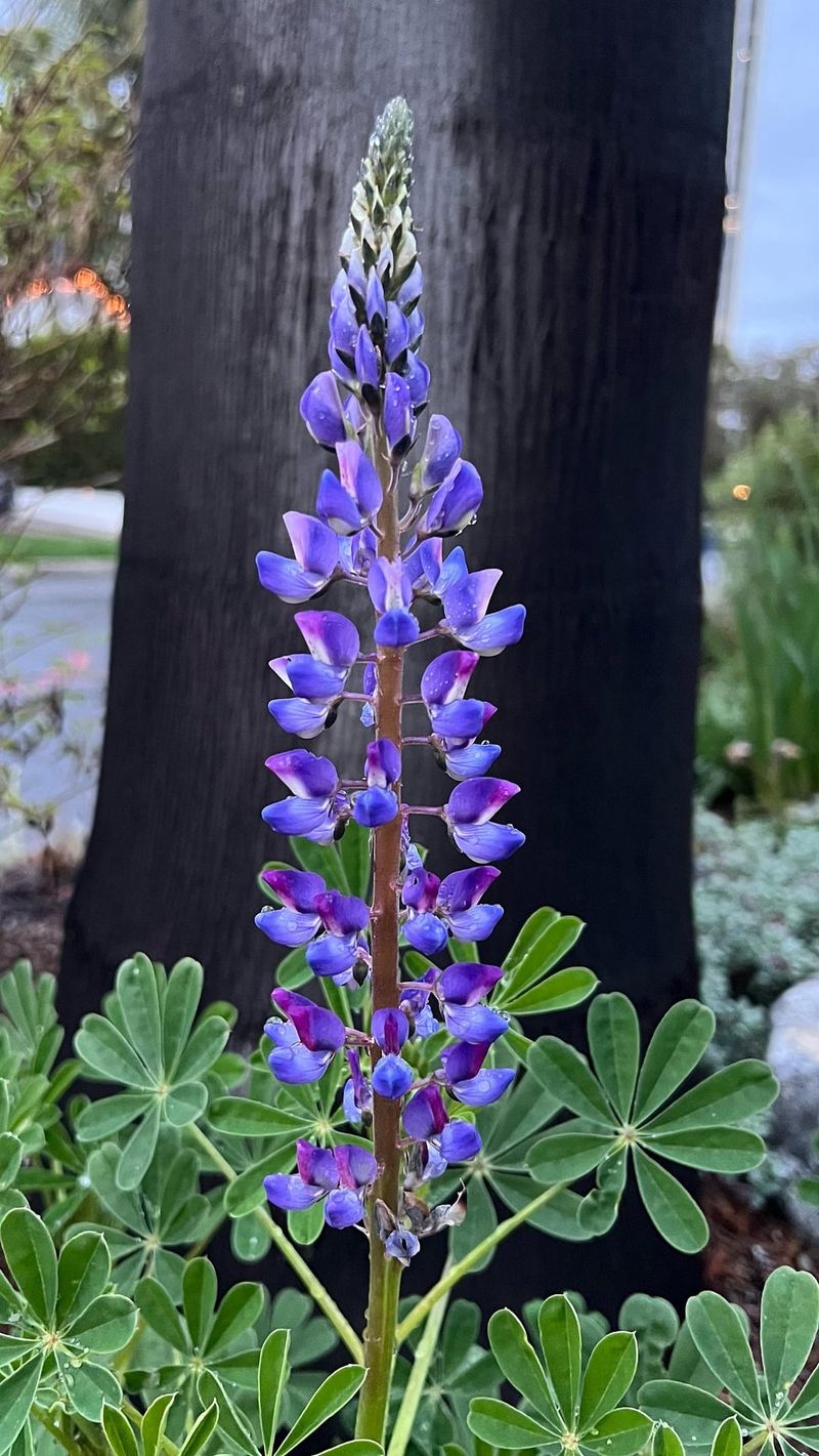 Lupine Germinates Best With Fall Moisture