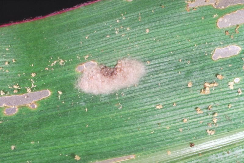 Lush Lawns And Outdoor Lights Draw Egg-Laying Moths