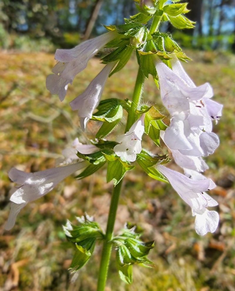 Lyreleaf Sage For Purple Spikes That Self-Seed Fast Lyreleaf Sage For Purple Spikes That Self-Seed Fast