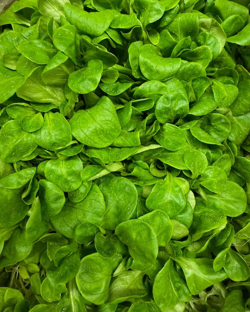 Mâche, The Tough Little Salad Green Mâche, The Tough Little Salad Green