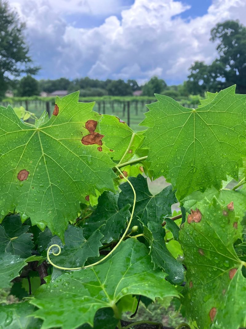 Macrophoma Rot Can Appear Near Ripening Macrophoma Rot Can Appear Near Ripening