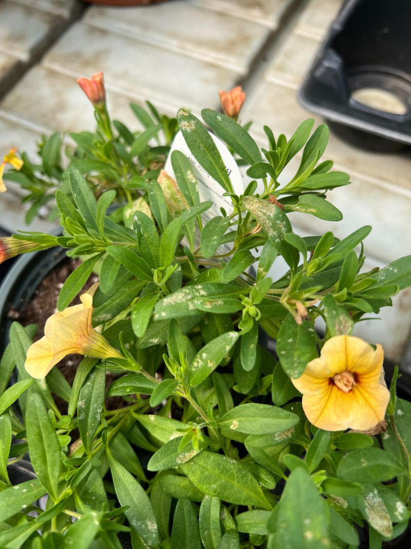 Magnesium Deficiency Hiding Behind The Yellow Magnesium Deficiency Hiding Behind The Yellow