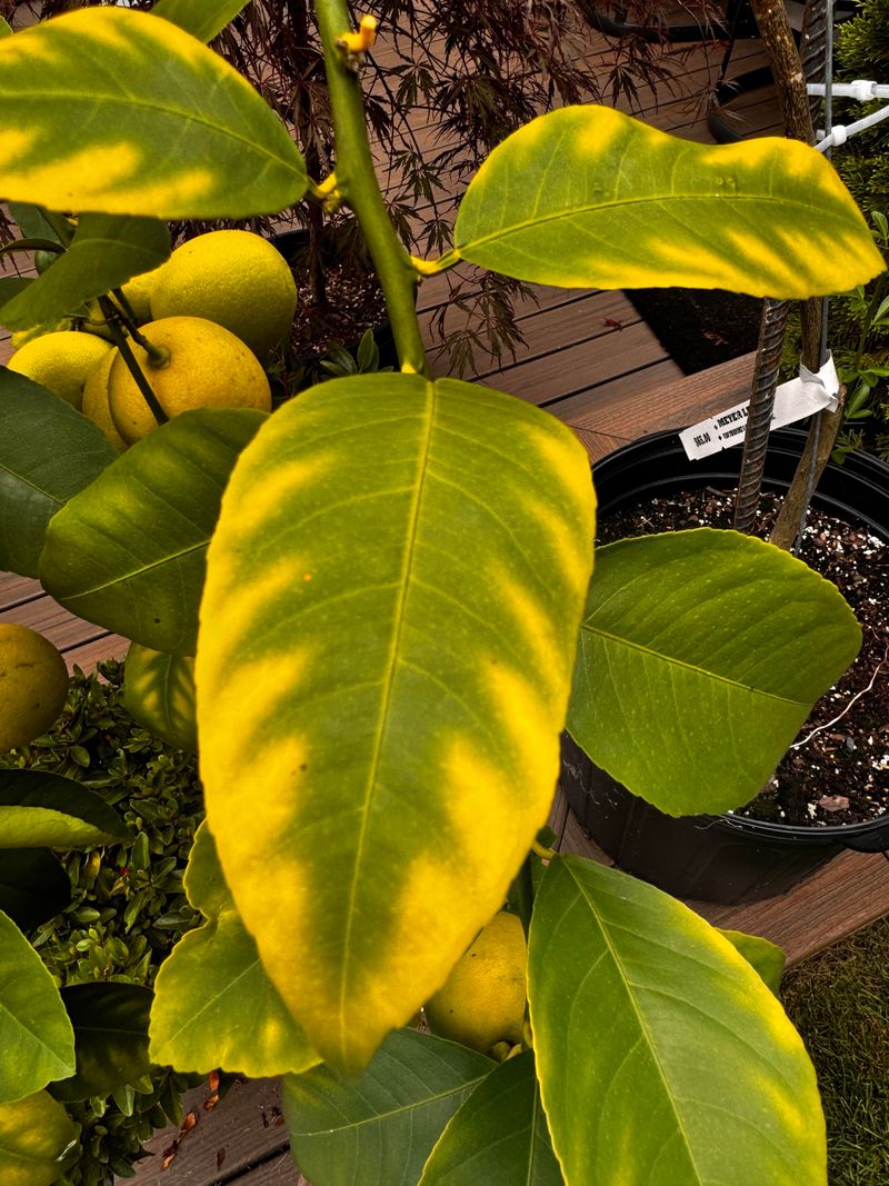 Magnesium Deficiency Paints A Green Triangle Near The Leaf Stem