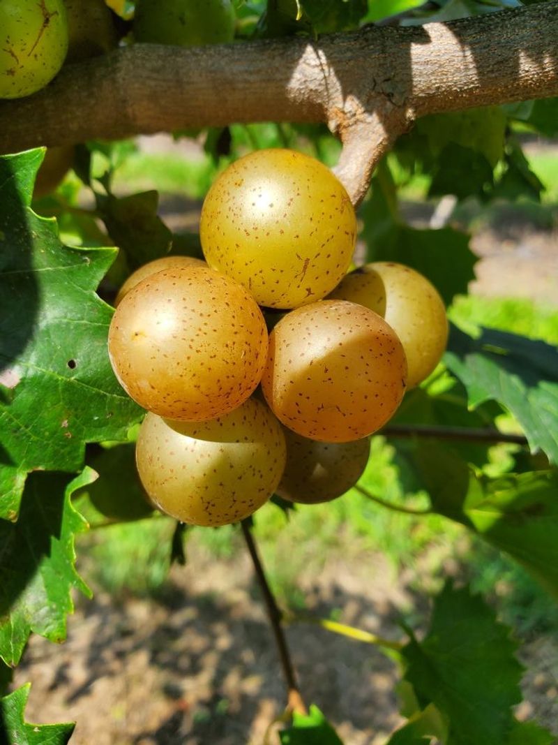 Magnolia Produces Large, High-Quality Bronze Fruit In Midseason Magnolia Produces Large, High-Quality Bronze Fruit In Midseason