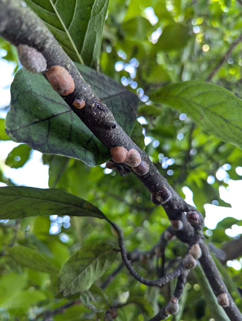 Magnolia Scale Is The Culprit Behind The Goo