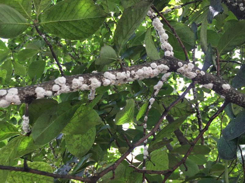 Magnolia Scale May Be Hiding Along The Branches Magnolia Scale May Be Hiding Along The Branches