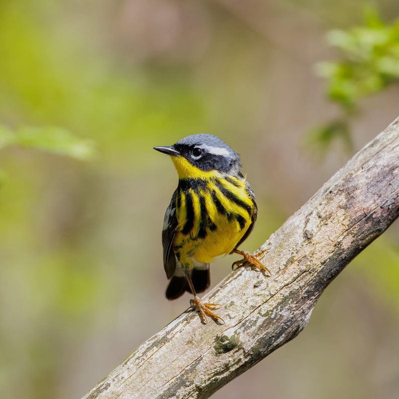 Magnolia Warblers Pass Through With Bold Markings Magnolia Warblers Pass Through With Bold Markings