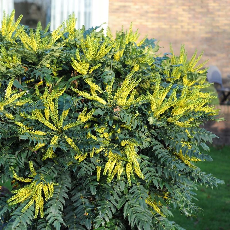 Mahonia 'Charity' Mahonia 'Charity'