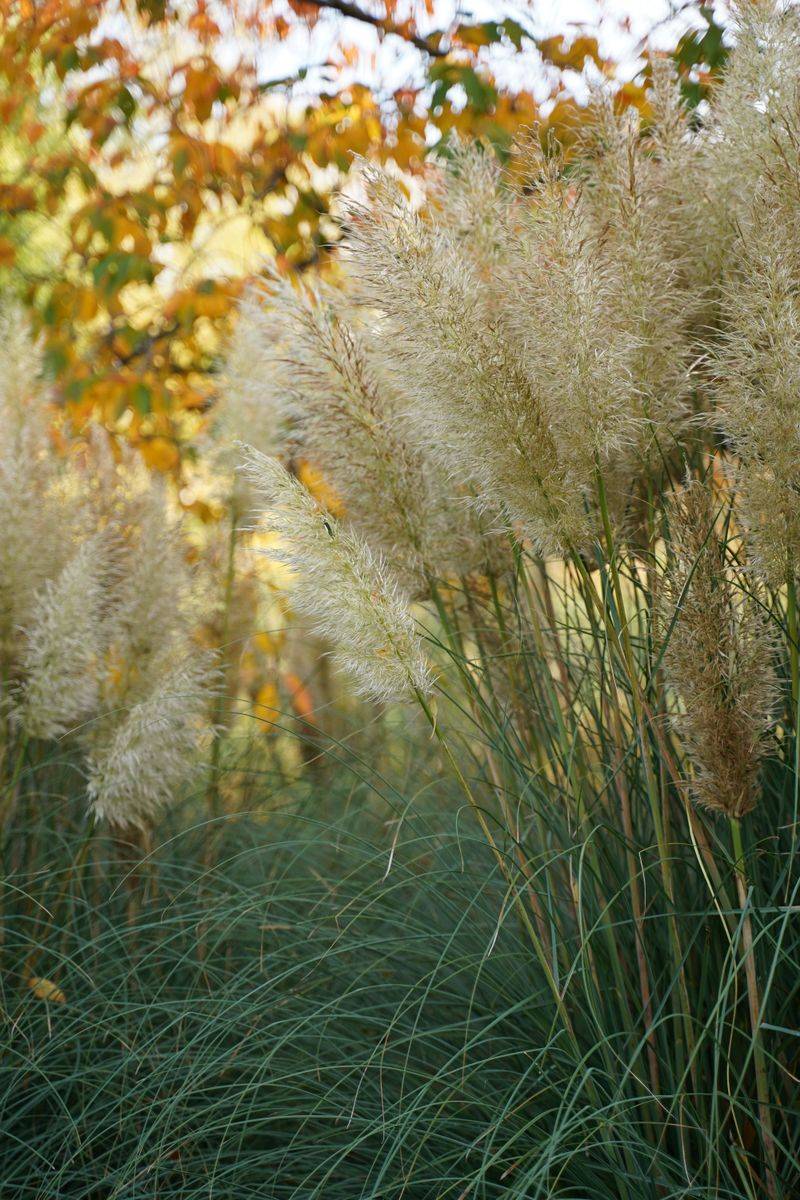 Maiden Grass For Silvery Feathered Plumes