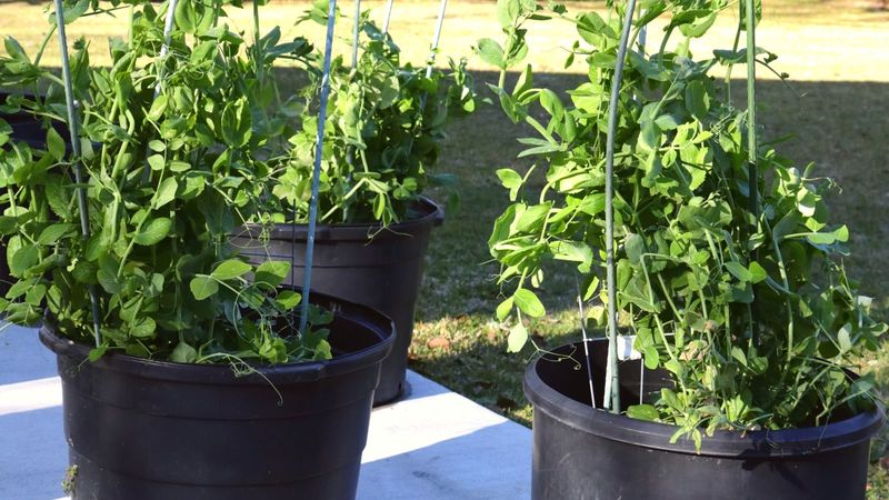 Maintain steady moisture and limit nitrogen Maintain steady moisture and limit nitrogen