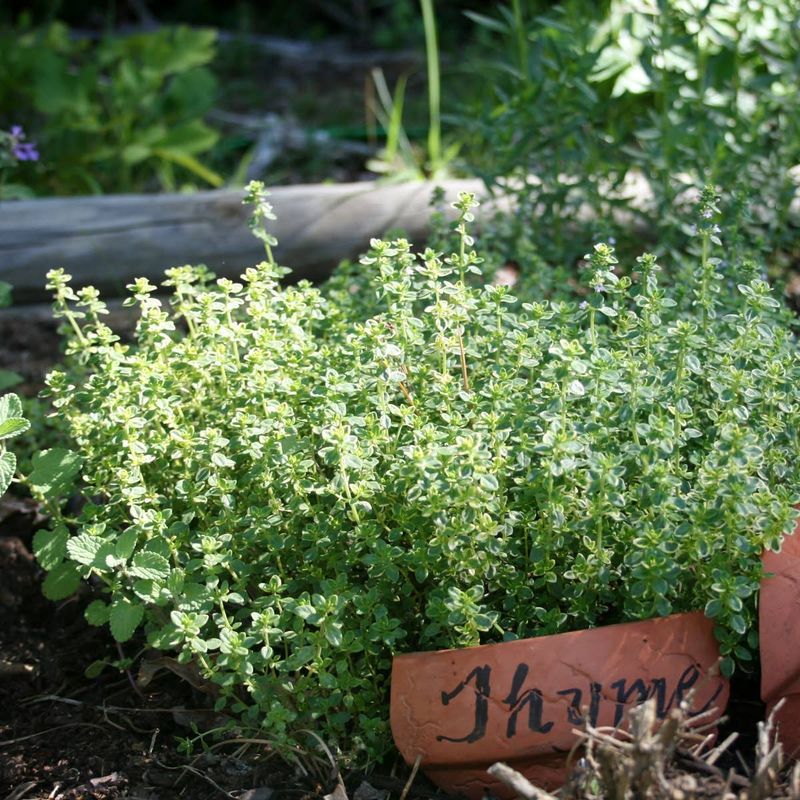 Make Quick No-Fuss Plant Markers