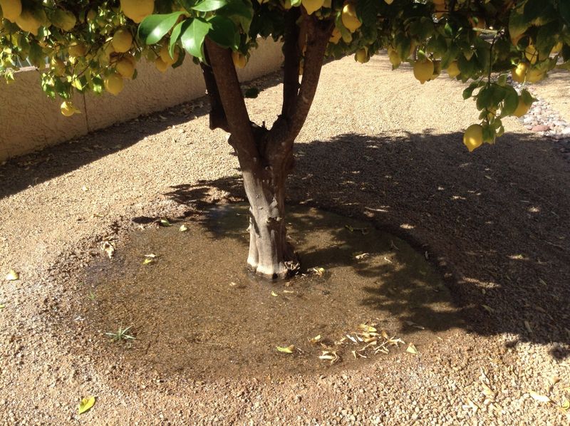 Make Sure Irrigation Is Still Working