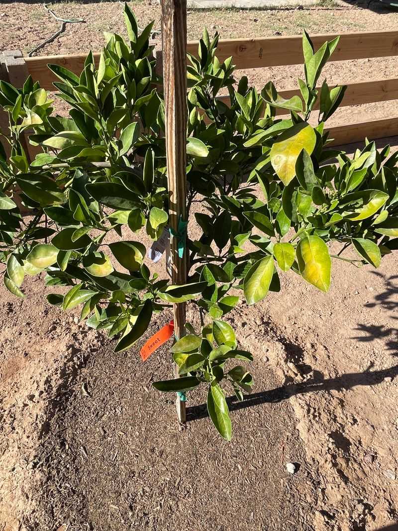 Make Sure Irrigation Reaches The Whole Root Area