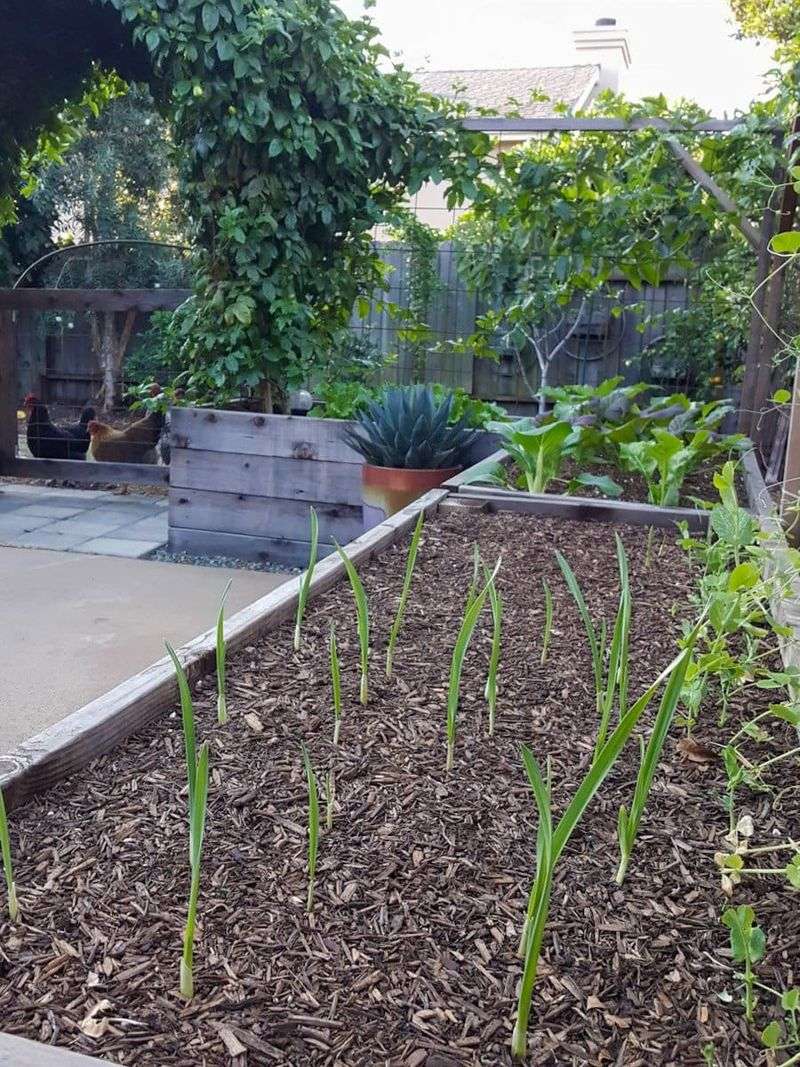 Make Sure The Soil Drains Well