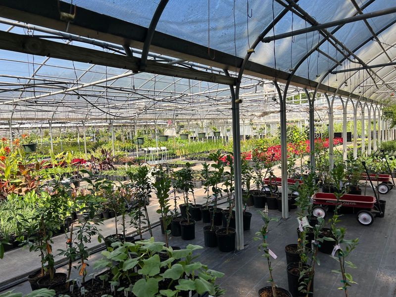 Make The Drive To Blue Star Nursery In Hawthorne