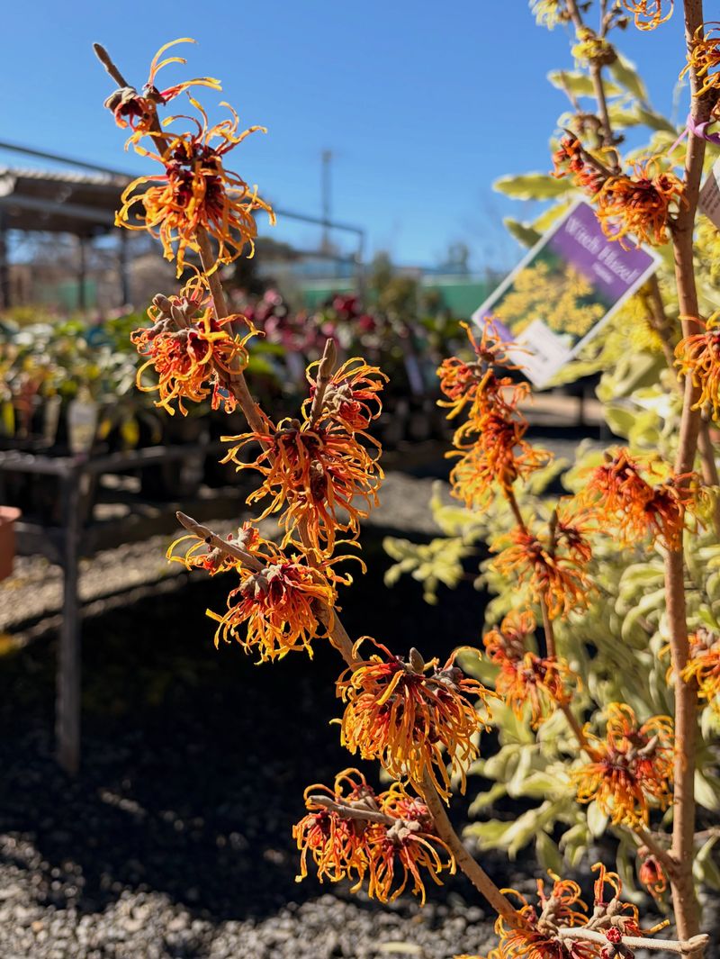 Make Witch Hazel A Long-Term Fall Garden Feature