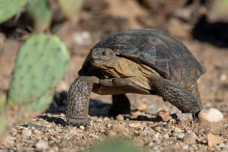 Make an Arizona Yard Safer Without Attracting Wildlife Make an Arizona Yard Safer Without Attracting Wildlife