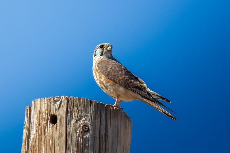 Make an Arizona yard usable with open space and safe perches