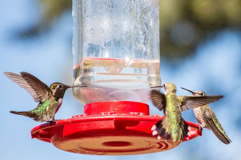 Make fresh, plain nectar the dependable feeder routine