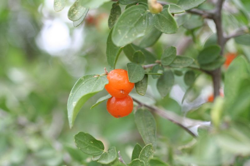 Make the accurate takeaway about desert hackberry