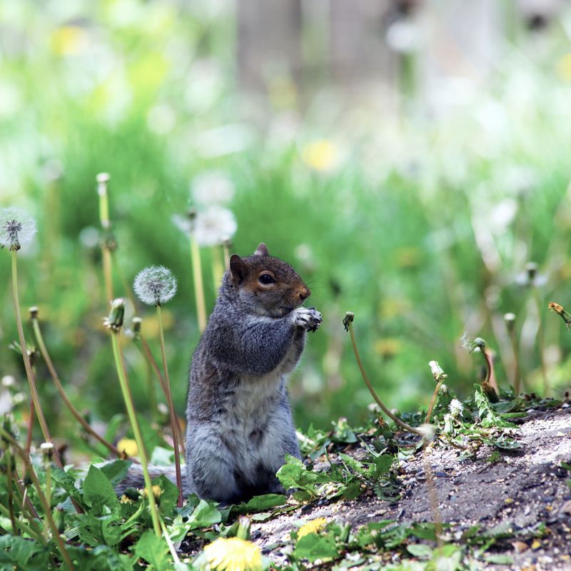 Making Your Yard Less Inviting To Wildlife