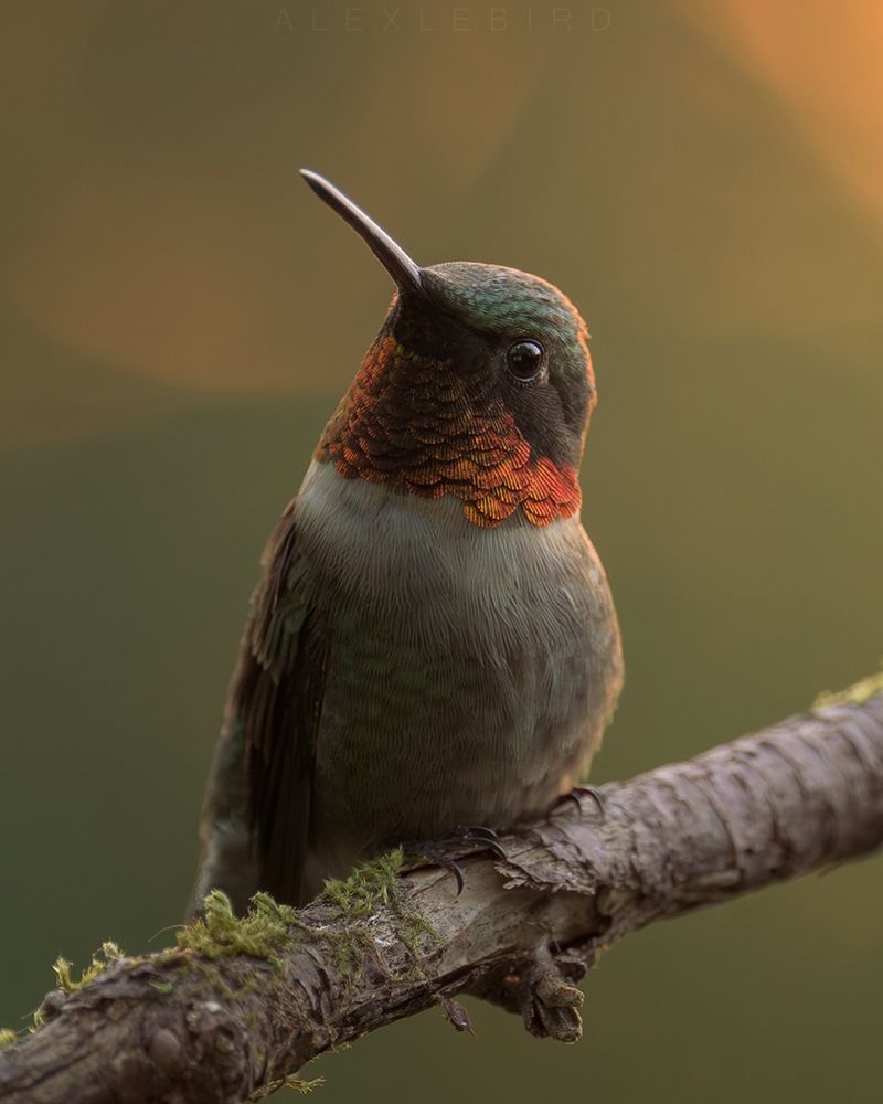 Male Hummingbirds Are Often More Aggressive