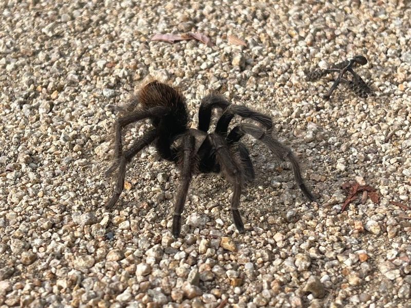Male Tarantulas Are Wandering Nearby Right Now
