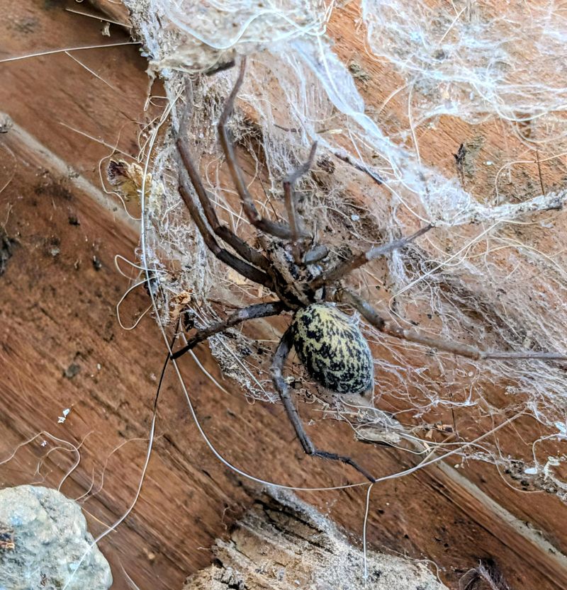 Males Start Moving Around Looking For Mates