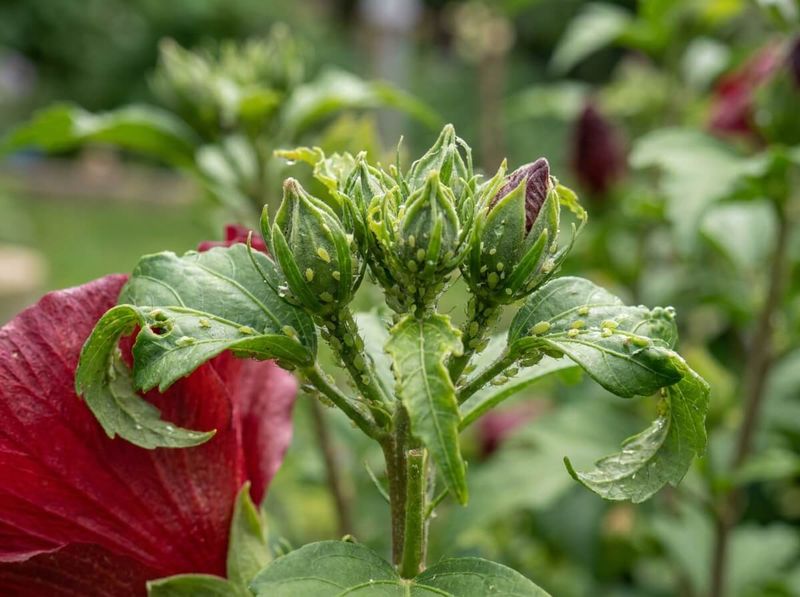 Manage Arizona Hibiscus Pests Naturally