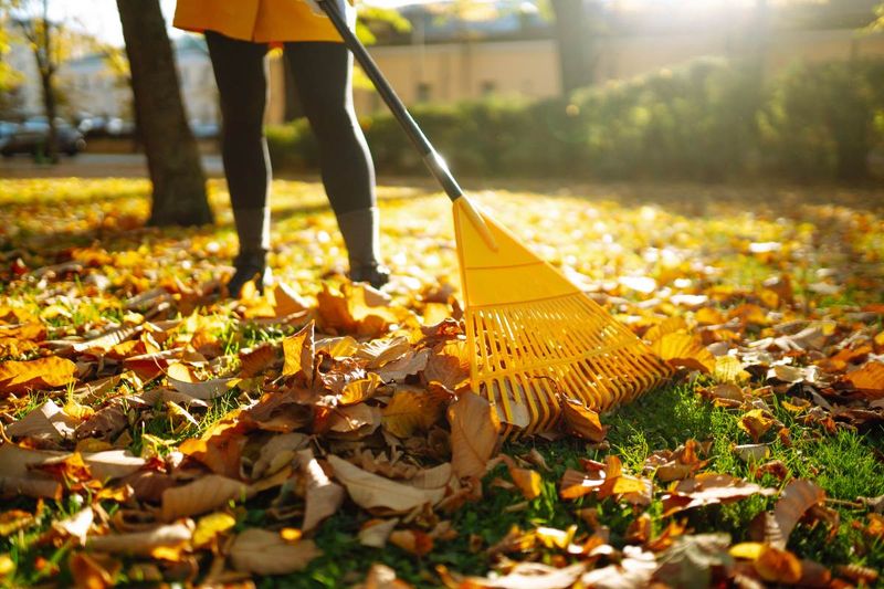 Manage Fallen Leaves