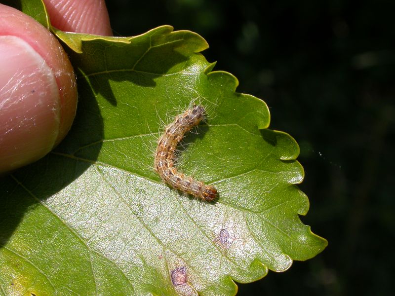 Manage Pests And Watch For Trouble