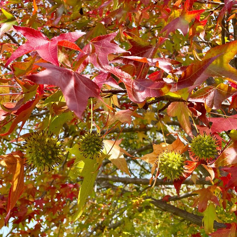 Manage Sweetgum's Seed Pods In The Landscape
