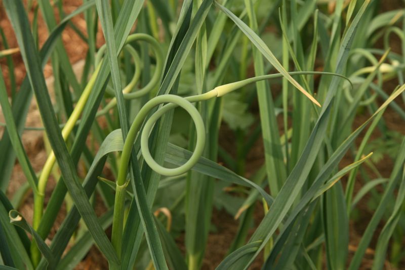 Manage Wisconsin garlic through spring growth and scapes