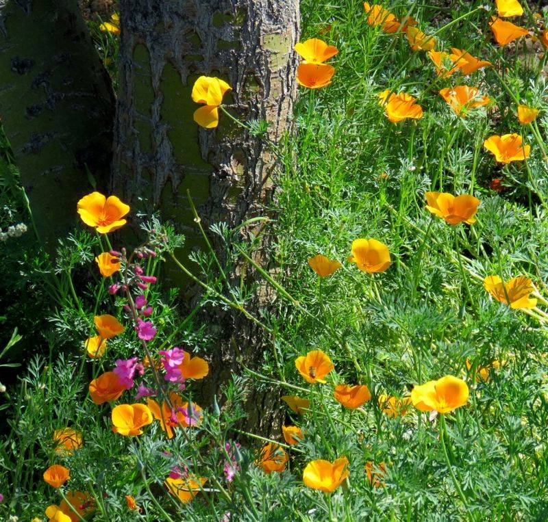 Manage the meadow as a seasonal landscape