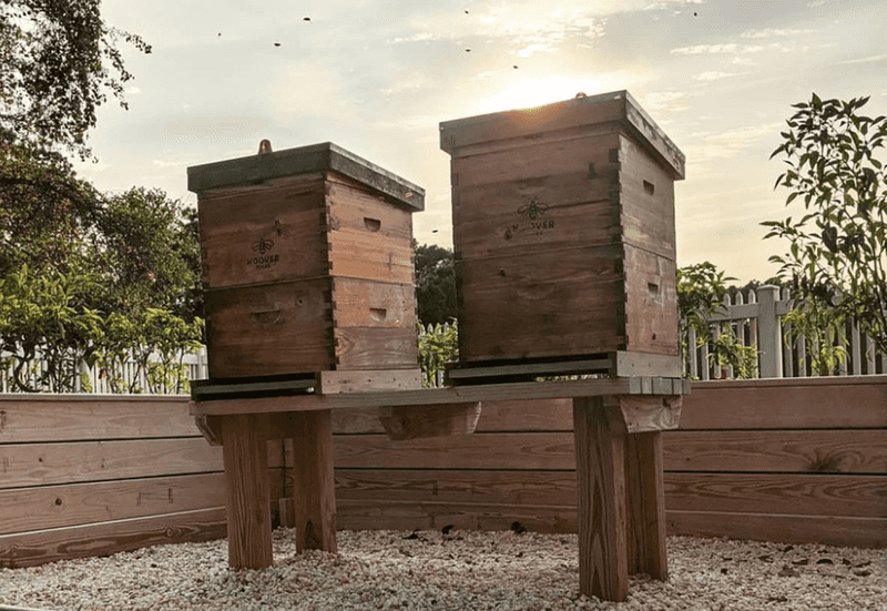 Managed Hives Need Care; Wild Colonies Need Distance