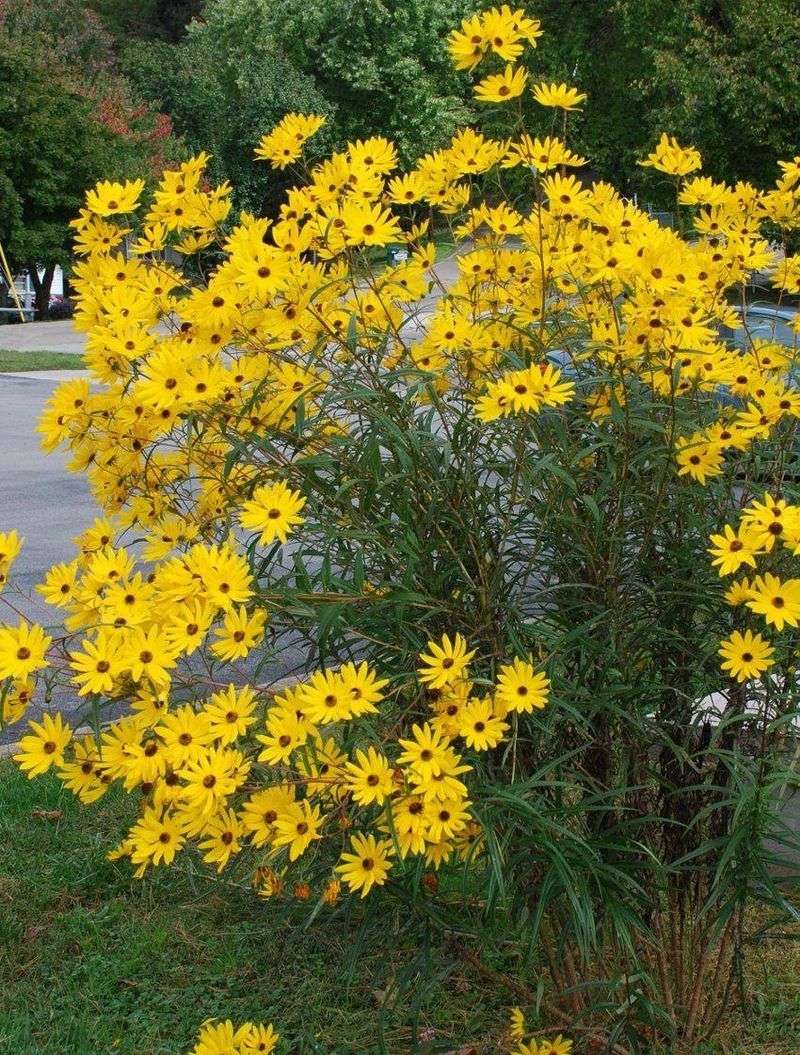 Managing Its Spread And Where It Grows Best