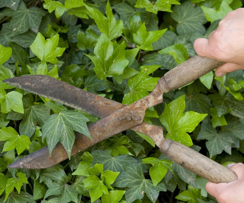 Managing Overgrown Pennsylvania Ground Cover Plants