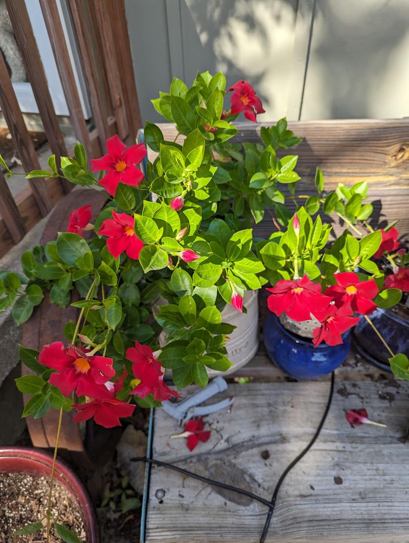 Mandevilla Comes Indoors Before Freezing Temperatures Arrive Mandevilla Comes Indoors Before Freezing Temperatures Arrive