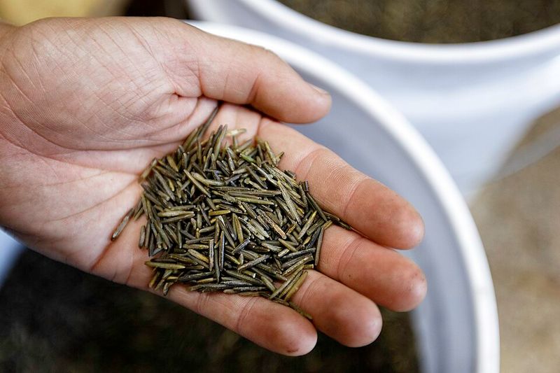 Manoomin, The Grain That Grows On Water