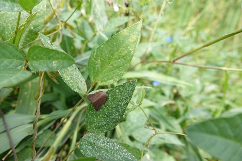 Many Common Landscape Plants Can Become Feeding Hosts Many Common Landscape Plants Can Become Feeding Hosts