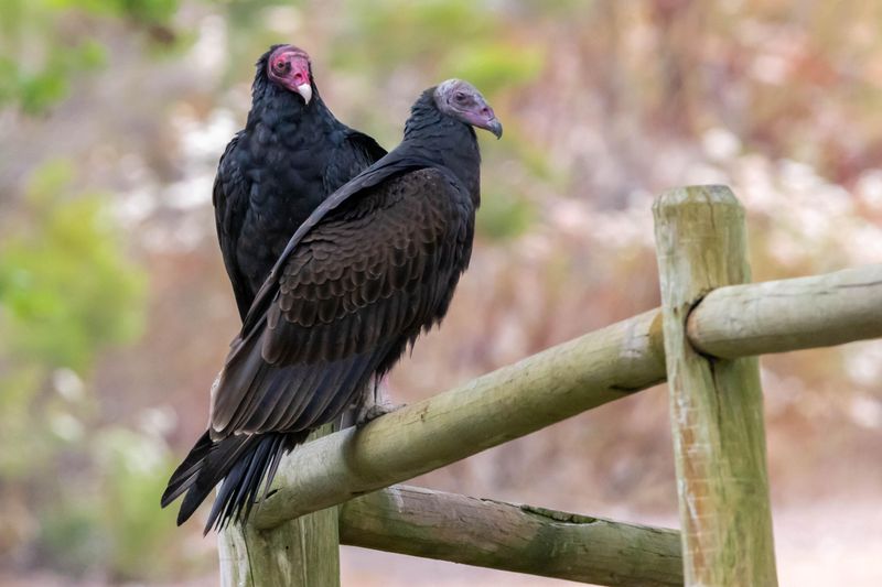 Many Migrating Vultures Will Continue Moving South