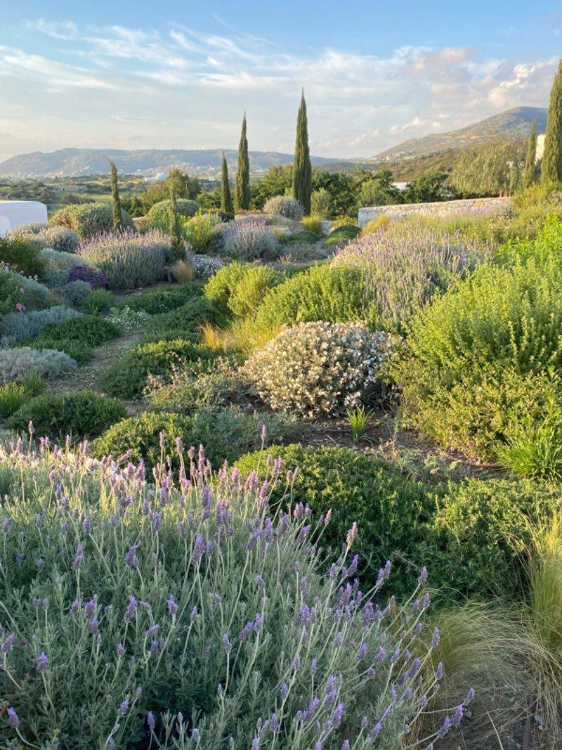 Many Non-Natives Are Also Drought Tolerant