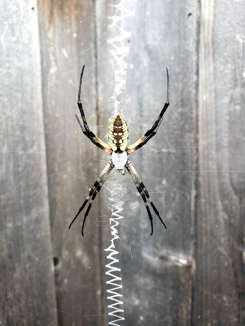 Many Rebuild Their Webs Daily